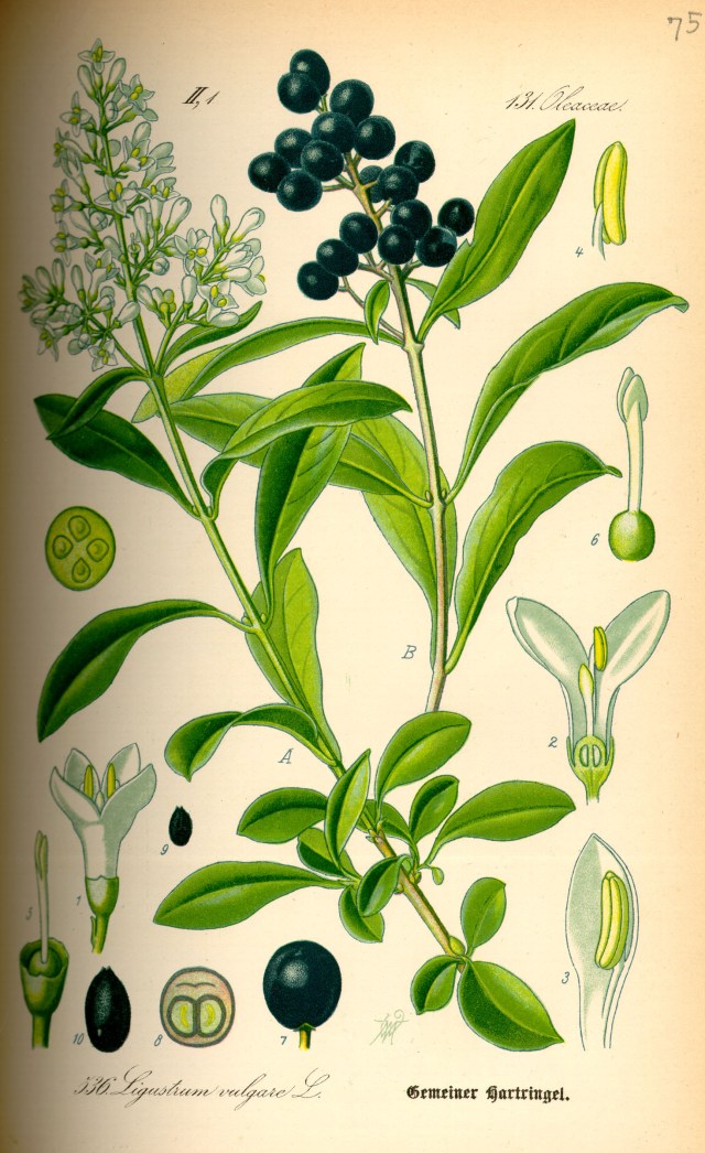 Illustration_Ligustrum_vulgare0